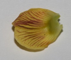 Rhynchosia schlechteri