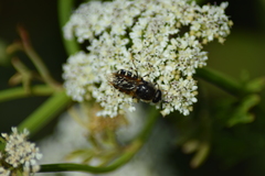 Stratiomys singularior