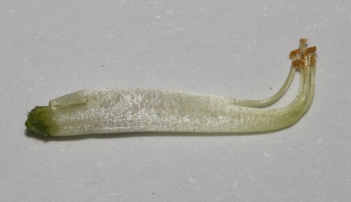 Image of Rhynchosia schlechteri by (c) Brian du Preez, some rights reserved (CC BY-SA)
