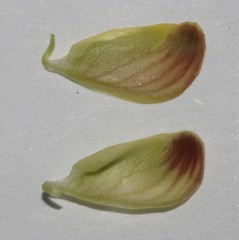 Rhynchosia schlechteri