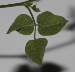 Rhynchosia schlechteri