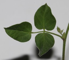 Rhynchosia schlechteri