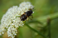 Stratiomys singularior