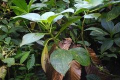 Glossoloma tetragonoides