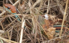 Thamnophis sirtalis tetrataenia