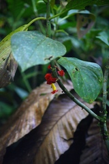 Glossoloma tetragonoides