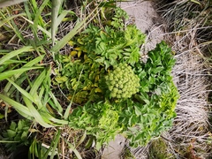 Angelica gmelinii
