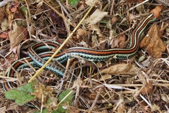 Thamnophis sirtalis tetrataenia