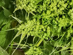 Angelica gmelinii