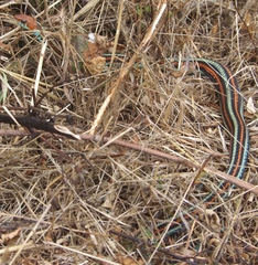 Thamnophis sirtalis tetrataenia