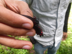 Parides montezuma
