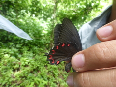 Parides montezuma