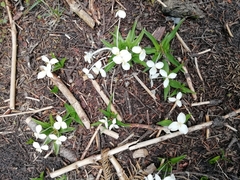 Weldenia candida