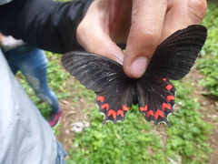 Parides montezuma