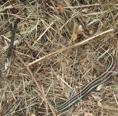 Thamnophis sirtalis tetrataenia