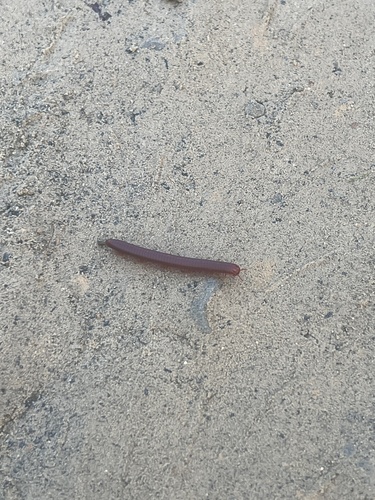 Rusty Millipede