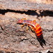 Titanolabis - Photo (c) Reiner Richter, some rights reserved (CC BY-NC-SA), uploaded by Reiner Richter