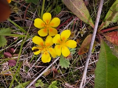 Potentilla stolonifera