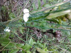 Dianthus cretaceus