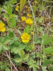 Potentilla stolonifera