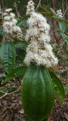 Miconia amoena