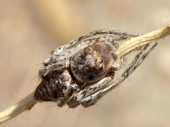 Hamataliwa grisea
