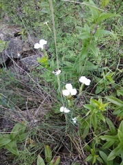 Dianthus cretaceus