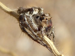Hamataliwa grisea