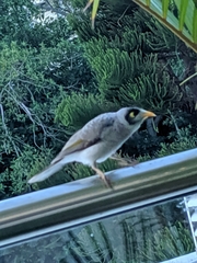 Manorina melanocephala
