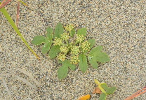 Image of Glehnia littoralis by no rights reserved