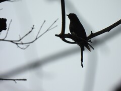Square-Tailed Drongo-Cuckoo photo 2