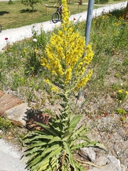 Verbascum speciosum