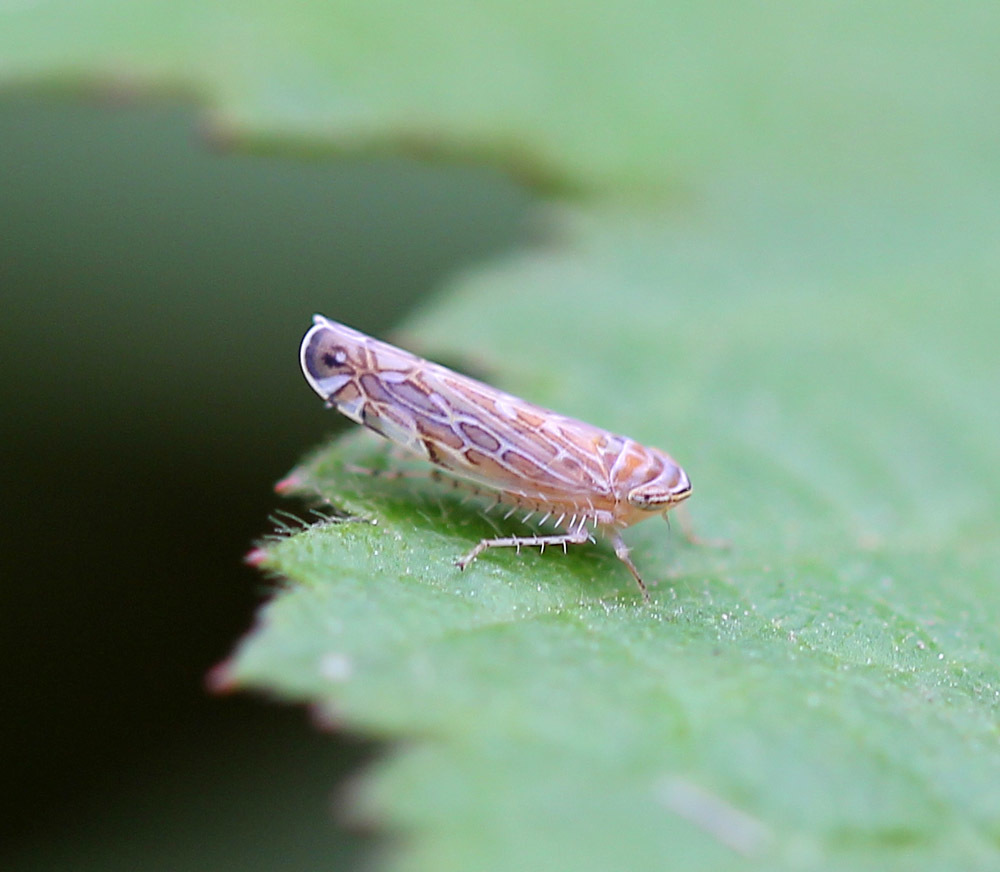 Paralimnus