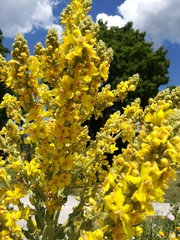 Verbascum speciosum