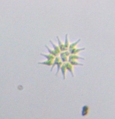 Pseudopediastrum boryanum