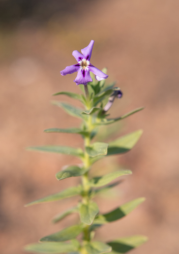 Namaqua Jaybee (Jamesbrittenia fruticosa)