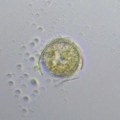 Coscinodiscophycidae