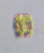 Coscinodiscophycidae
