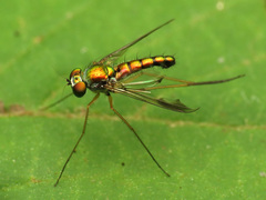 Condylostylus scaber