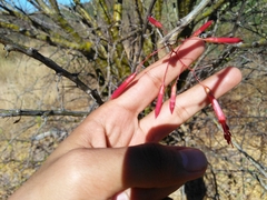 Fouquieria macdougalii