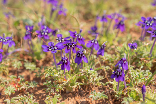 Lapeirousia oreogena
