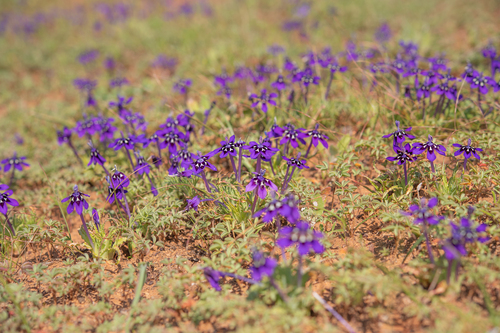 Lapeirousia oreogena
