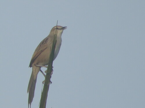 Striated Grassbird
