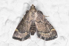 Hypsopygia phoezalis