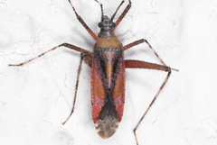 Phytocoris roseus
