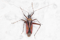 Phytocoris roseus