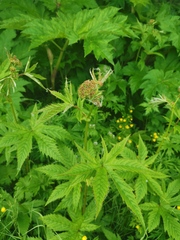 Filipendula palmata