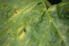 Eumastax