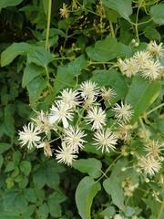 Clematis vitalba
