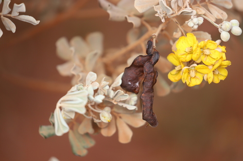Crinkle Leaf Cassia